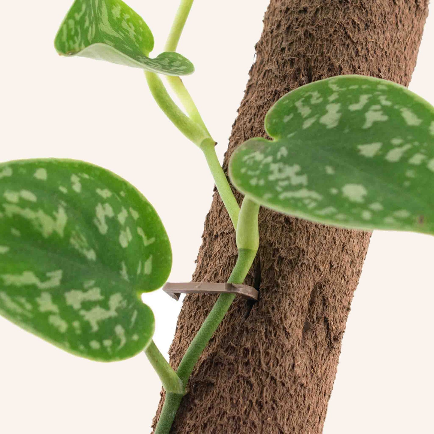 Biobased Climbing Pole (5x, including 15x clips & connectors)