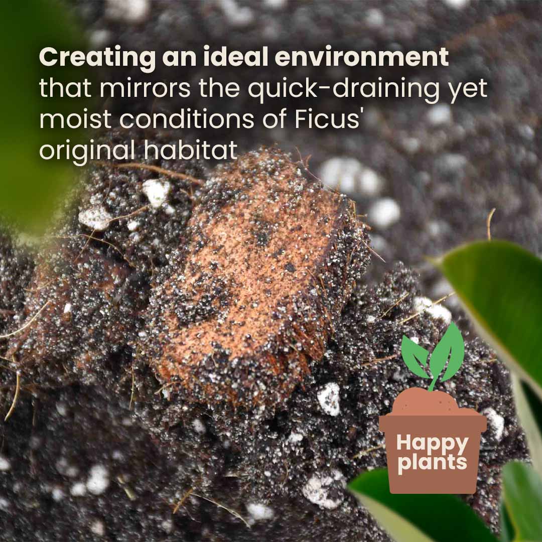 Ficus-Jord