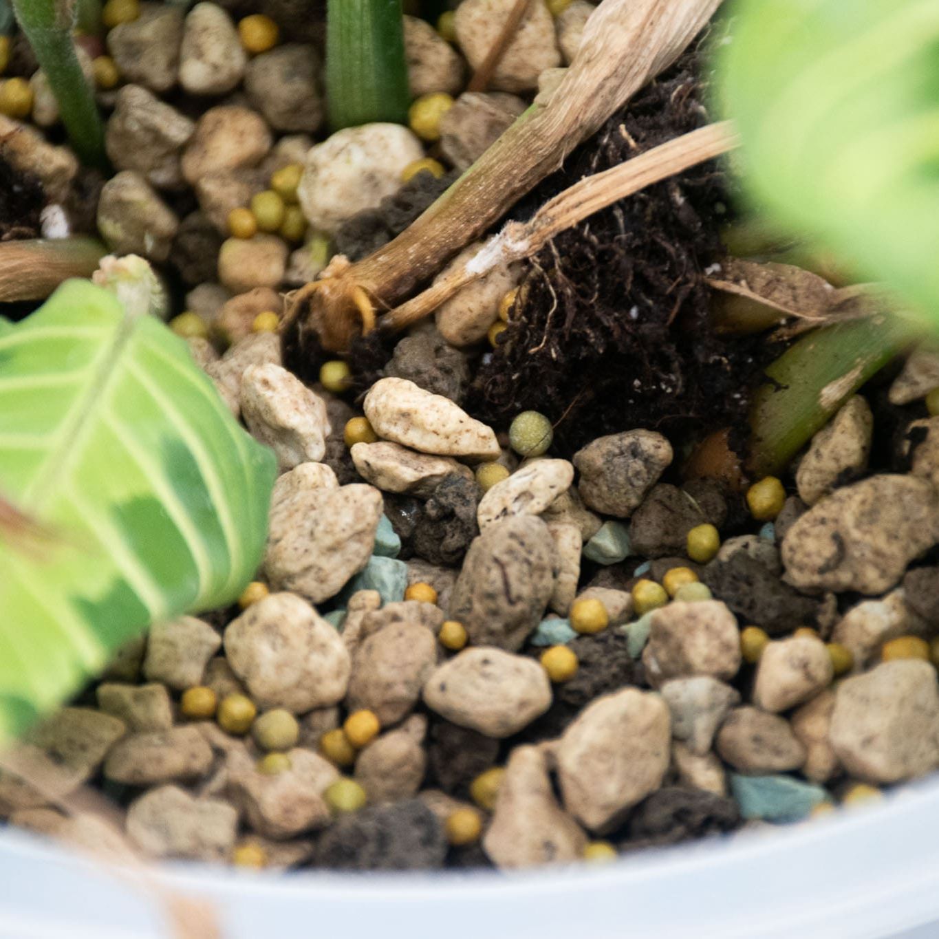 Orkidé Langsomt Frigivende Plantenæring