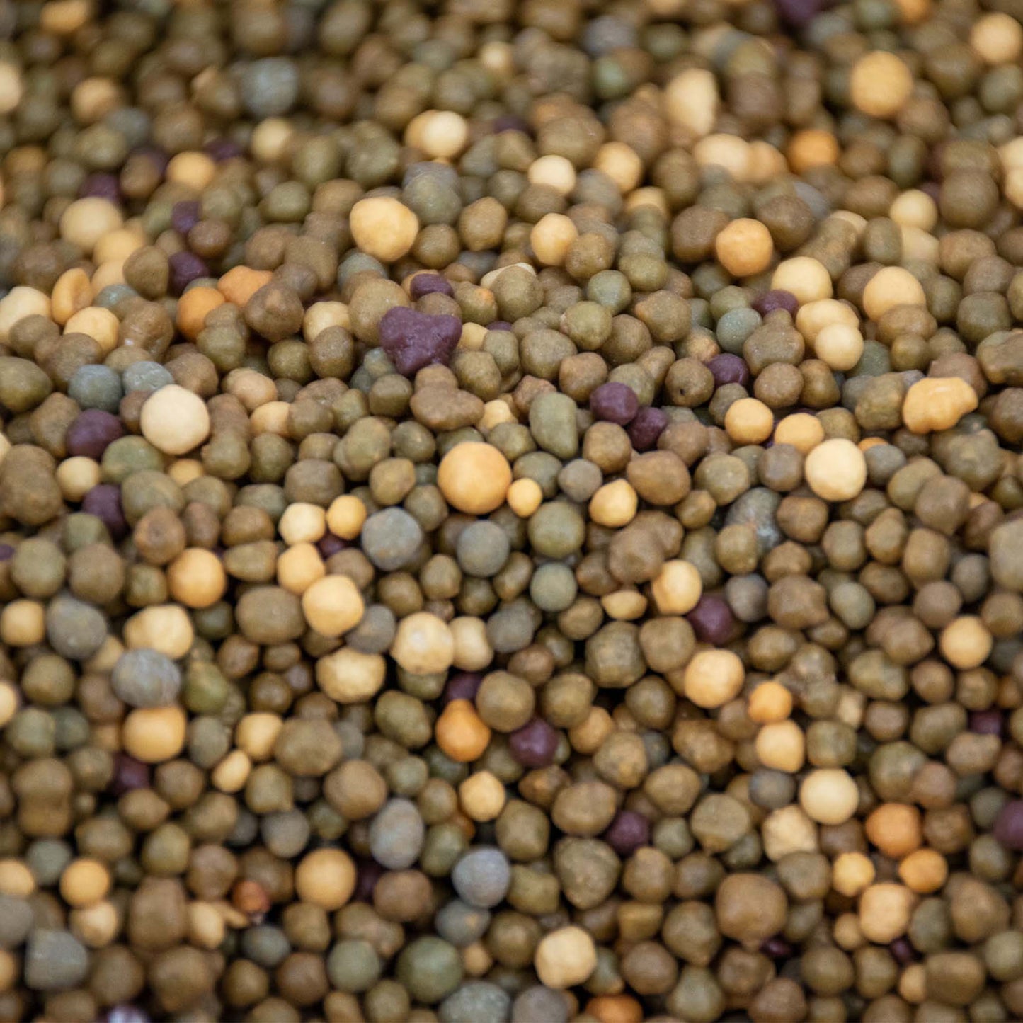 Kaktus Langsomt Frigivende Plantenæring