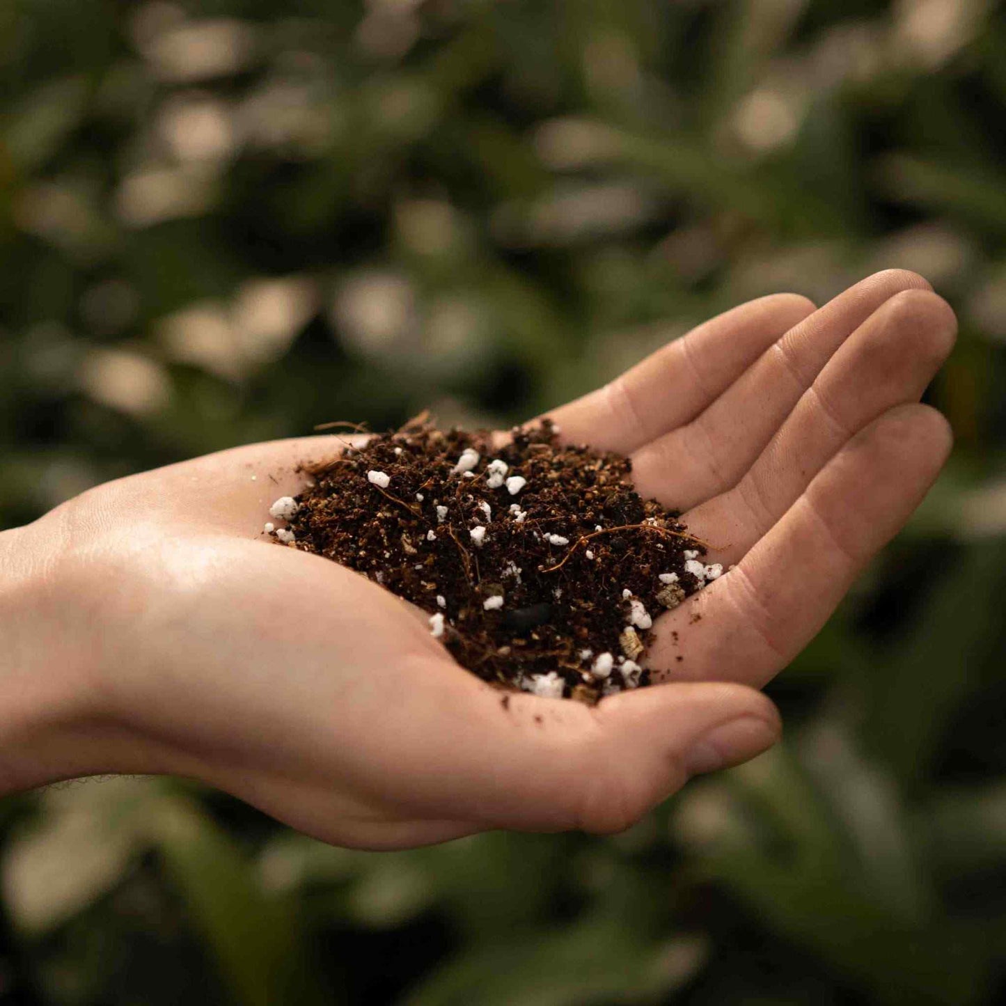 Calathea & Maranta-Jord