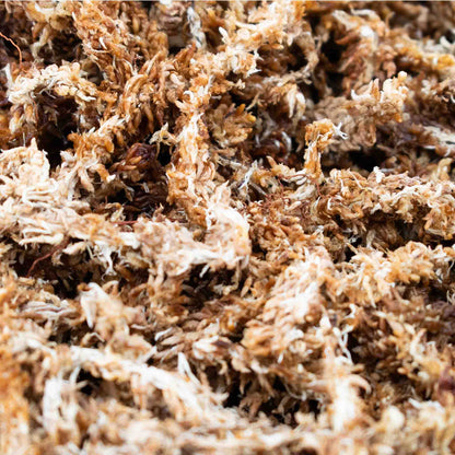 Pressed Sphagnum-mos (argentinsk)