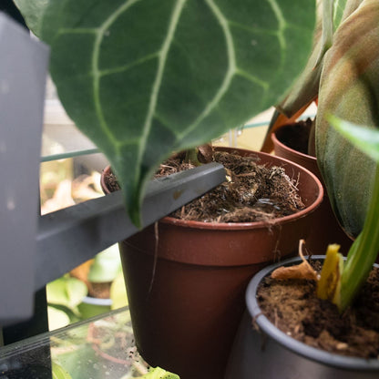 Tropisk BIO Flydende Plantenæring